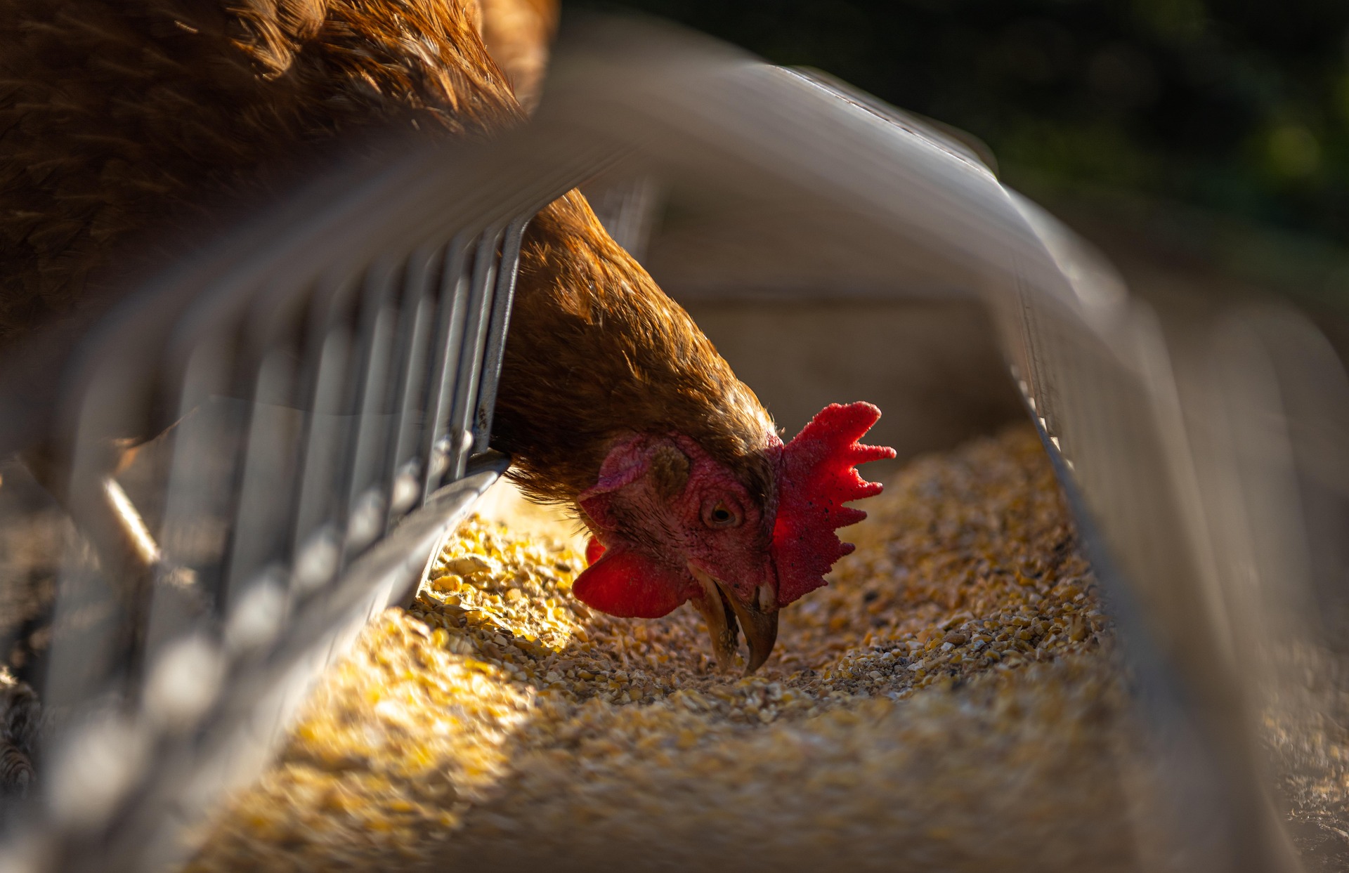 Animal Feed & Nutrition